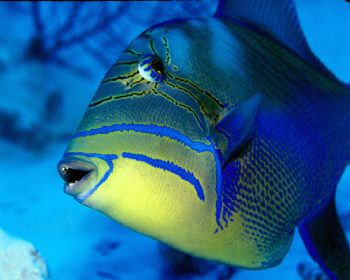 Queen Trigger/Grand Cayman.  Nikon N90s with 105mm lens a... by Beverly J. Speed 